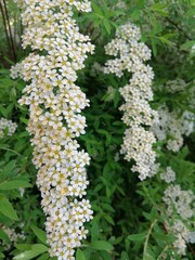hanging branches of a white blooming Spiraea bush with many white fragrant flowers in the inflorescence . Nature wallpaper