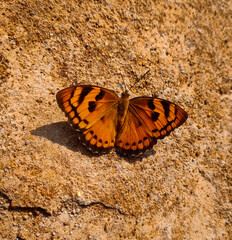 Fototapeta na wymiar tiger swallowtail butterfly