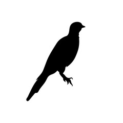Bird silhouette stock vector illustration
