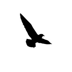 Bird silhouette stock vector illustration
