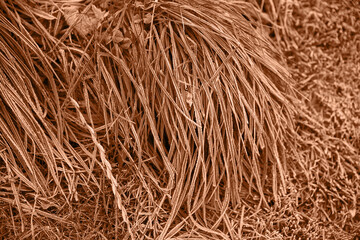  Peach Fuzz color of the year 2024. leaves pattern background in color Peach Fuzz with dark leaves, fresh flat background toned in color of the year 2024 Peach Fuzz.