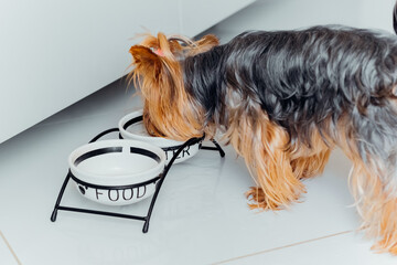 Yorkshire Terrier drinking from a bowl in a living room.