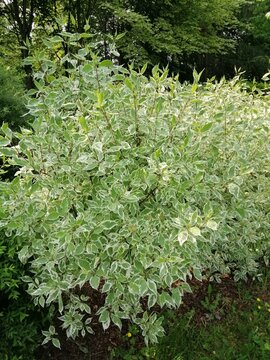 a beautiful shrub with a rounded crown and variegated green and white leaves at the edges. Cornus alba Elegantissima. Nature wallpaper
