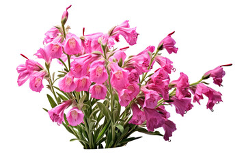 Penstemon Blossoms Isolated on Transparent Background. Ai