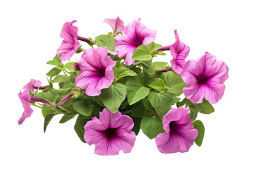 Petunia Floral Isolated on Transparent Background. Ai