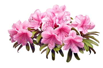 Photo sur Plexiglas Azalée Rhododendron Blossom Isolated on Transparent Background. Ai