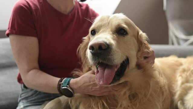 Golden retriever dog face closeup enjoying girl owner petting him. Young woman with purebred pet doggy at home