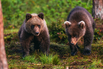 Fototapeta premium brown bear cubs
