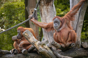 Sumatran Orangutan in Zoological Garden. Pongo Abelii Holding Rope in Zoo. Critically Endangered Animals.