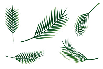 Palm leaves set. Vector realistic design elements. 
