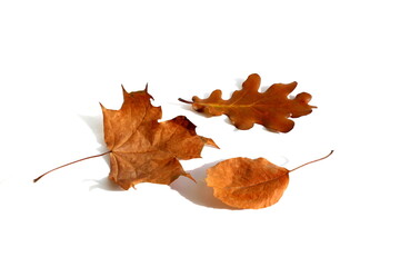 Dry brown leaves lie on a white background.