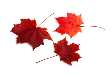 Red maple leaves lie on a white background.	