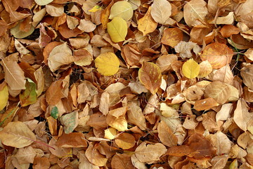 Background of fallen brown leaves on the ground.