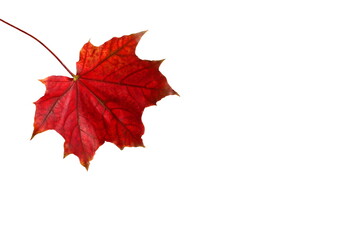 A red maple leaf hangs on a white background.