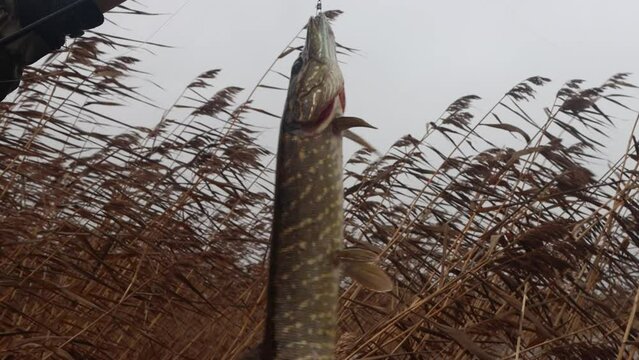 The last intensive feeding (fish biting). The autumn pike fishing (melt spinning technique) on a windy cold day. Trophy pikes on the background of marches