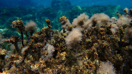 Naklejka na ściany i meble Marine algae Slender-beaded coral weed (Jania rubens) undersea, Aegean Sea, Greece, Halkidiki