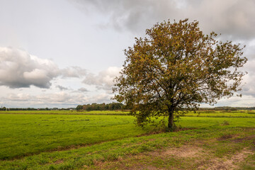 Fototapeta na wymiar Dutch polder landscape with grassland and a ditch. In the foreground is a large tree. It is autumn and the colors of the leaves are changing. The photo was taken in the province of North Brabant.