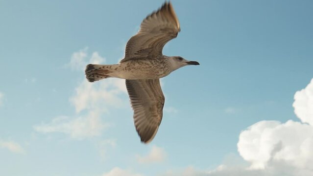 Seagull soaring freely in blue sky in search of food on sea, White seagull flying with outstretched wings background of clouds and sky. White feather texture and black wing tip.