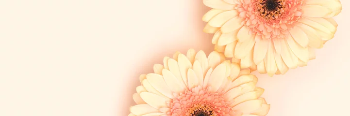 Plexiglas foto achterwand Banner with gerbera flowers on a beige background. Place for text. © rorygezfresh