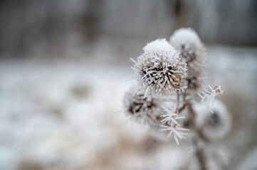 frost on the branches, dried flower covered with frost