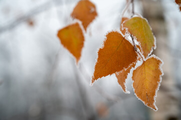 autumn leaves in the snow, frozen autumn leaves, yellow leaves covered with frost