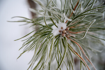 pine branch covered with frost