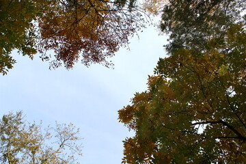 Obraz premium Autumn trees against the sky, from bottom to top