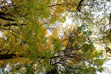 Autumn trees against the sky, from bottom to top