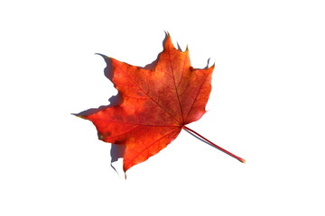 One red maple leaf lies on a white background.
