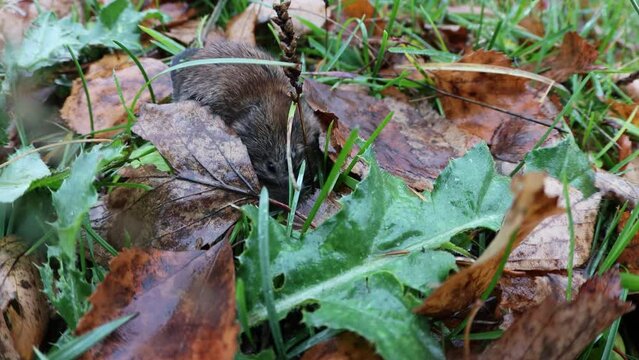 The Common red-backed vole feeds on grass and cleans its fur. Autumn forest meadow