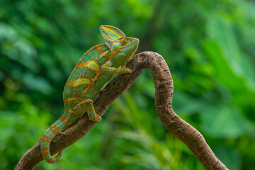 A male veiled chameleon Chamaeleo calyptratus crawling on a curvy branch, natural bokeh background
