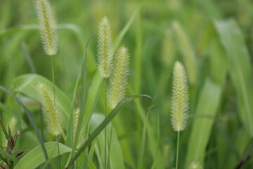Foxtail grass closeup. 