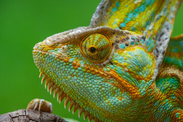 Amale veiled chameleon Chamaeleo calyptratus extreme close up, natural bokeh background