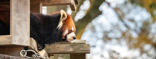 Cute red panda living in a zoo in Japan with tree branch and ground.