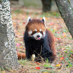 Cute red panda living in a zoo in Japan with tree branch and ground.
