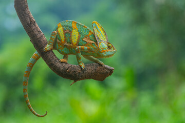 A male veiled chameleon Chamaeleo calyptratus crawling on a curvy branch, natural bokeh background