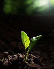 A sprout sprouting from the ground. The beginning of spring, the beginning of life - dark background