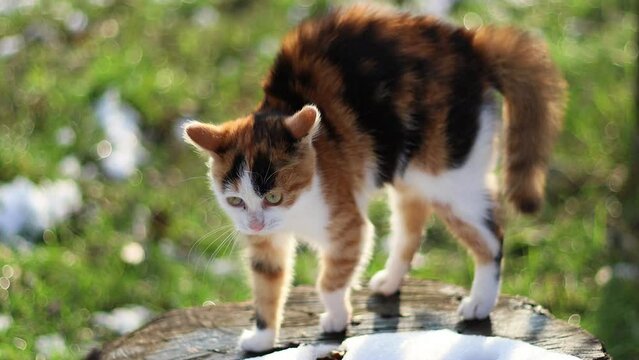 The cat gets scared and angry, gets up on its haunches and zooms off