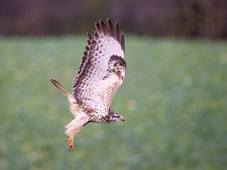 Mäusebussard (Buteo buteo) im 1. Kalenderjahr