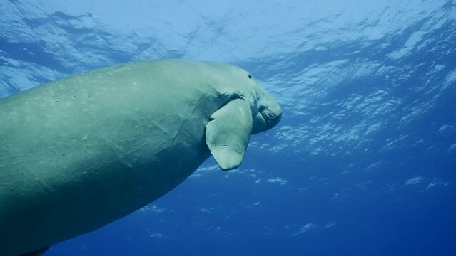 Slow motion, Se Cow or Dugong (Dugong dugon) swimming up to surface of blue water 