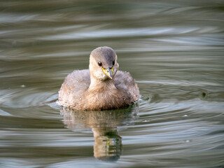 Zwergtaucher (Tachybaptus ruficollis)