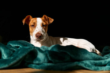 Portrait of young dog jack russell terrier looking at camera, resting on turquoise plaid in spring...