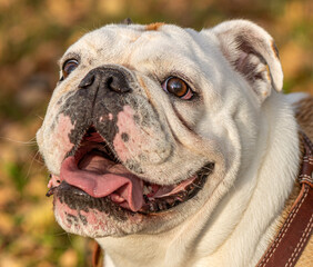 Obraz premium white english bulldog white fanny dog