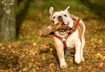 white english bulldog white fanny dog