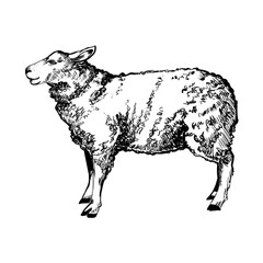 Hand drawn standing sheep in sketch style. Wool, lamb symbol. Farm animal vintage vector illustration