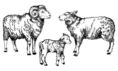 Hand drawn Sheep Ram Lamb family in sketch style. Wool, symbol of the lamb. Farm animals vintage vector illustration