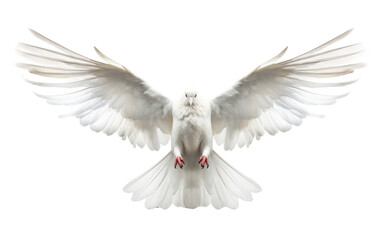Fototapeta premium White Dove bird in flying position animal on a White or Clear Surface PNG Transparent Background