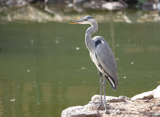 grey heron
