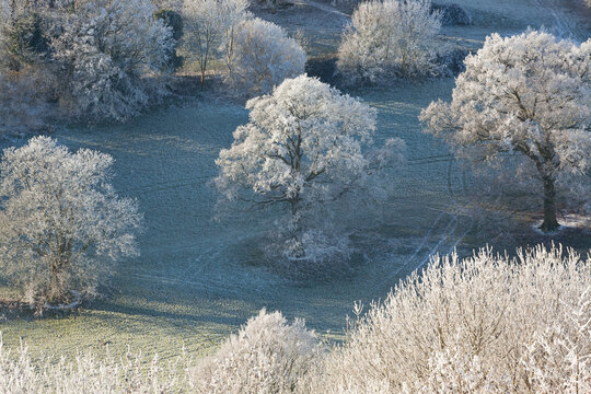 Snow covered trees, Uley, Gloucestershire, UK