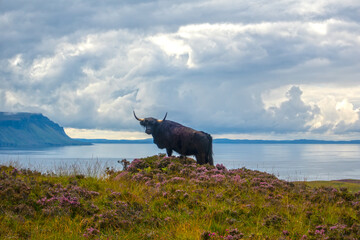 Highland Cattle on Ulva, Isle of Mull, Inner Hebrides, Scotland, United Kingdom
